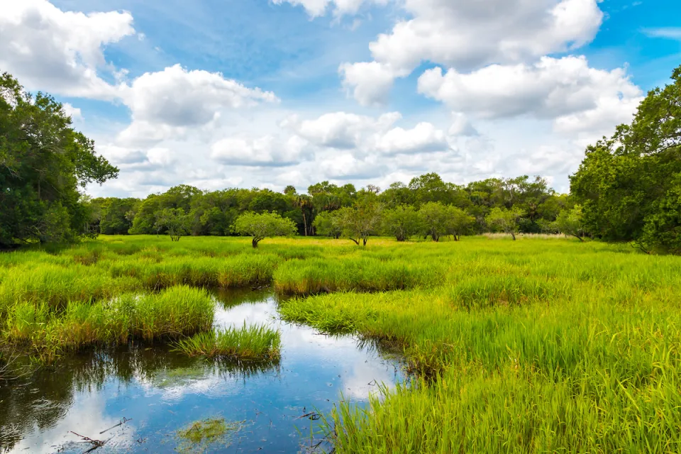 View of green lush wetland in Florida with lightly cloudy blue sky.